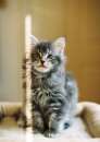 Foto Simpatico Maine Coon gattini