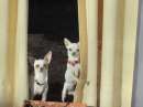 Foto soggiorno pensione badante cani