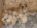 Foto Super coccolosi cuccioli golden retriever