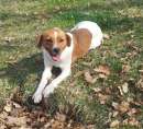 Foto TIFFANY, stupenda mix Jack Russell