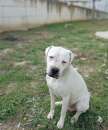 Foto Tyson dogo argentino