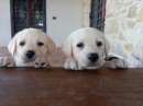 Foto Ultimi cuccioli di Labrador Retriever con Pedigree