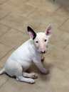 Foto Vendo cucciole di Bull terrier